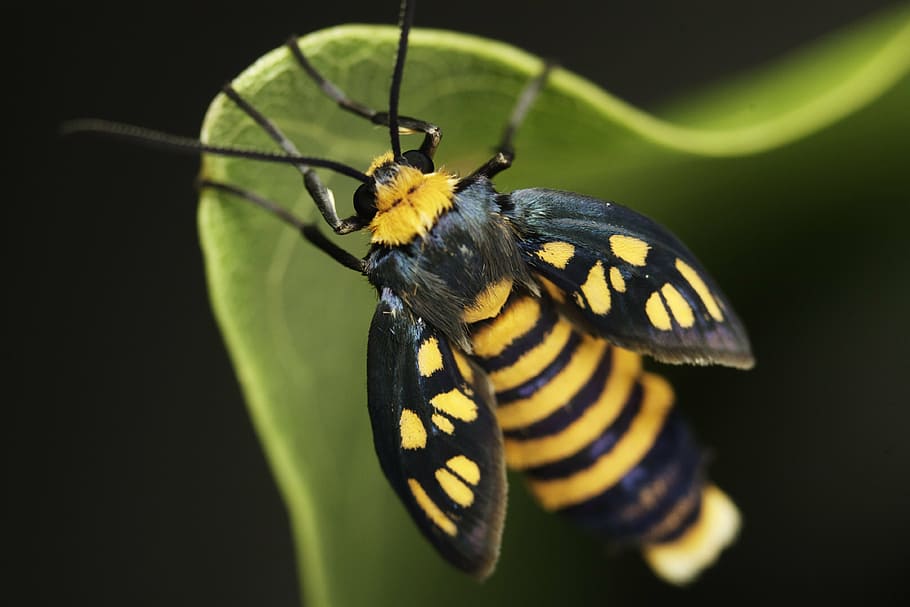 insects, moth, flying, nature, colorful, yellow, invertebrate HD wallpaper