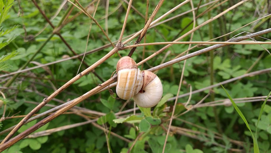 snails, autumn, plant, growth, focus on foreground, close-up HD wallpaper