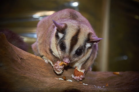 HD wallpaper: sugar glider, wildlife, whiskers, possum, snout, adorable, petaurus breviceps - Wallpaper Flare