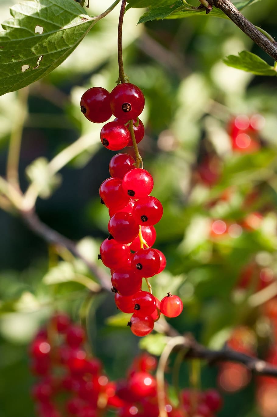 currant, red currant, soft fruit, berries, plant, garden, garden currant HD wallpaper