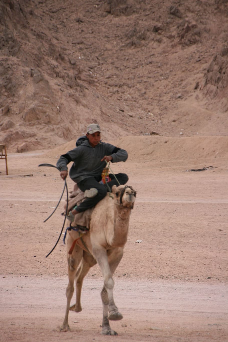 camel riding, egypt, sinai, desert, bedouin, mammal, domestic animals, HD wallpaper