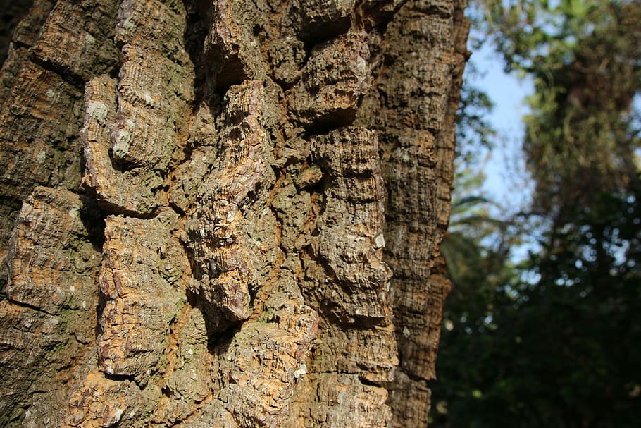 Tree, Bark, Log, Nature, Structure, Wood, forest, tree trunk HD wallpaper