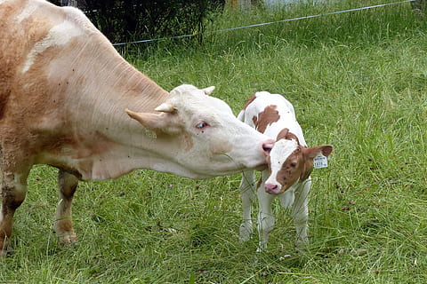 cow kissing calf, beef, simmental cattle, agriculture, livestock HD wallpaper