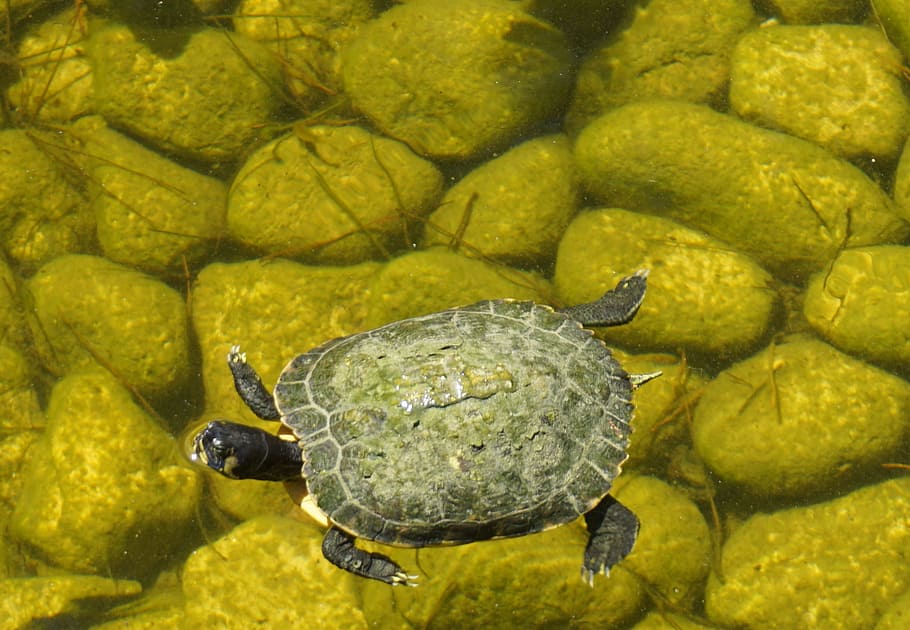 turtle, animal, slowly, nature, green, water turtle, pond, panzer, HD wallpaper