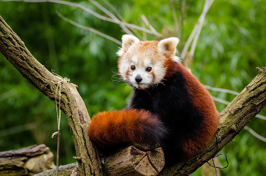 black and white animal, red panda, little panda, cute, curious, HD wallpaper