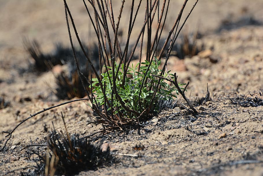Wild, Fire, Wildfire, Sprouting, Plant, new growth, oxygen HD wallpaper