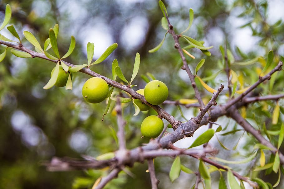 tree, branch, nature, leaf, fruit, argan, healthy eating, food and drink HD wallpaper