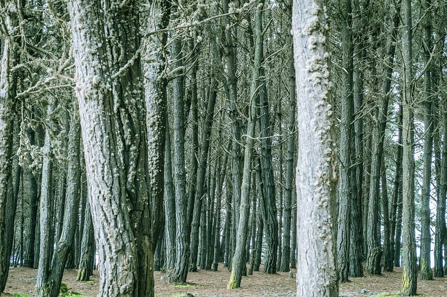 trees, trunks, forest, wood, nature, mossy, weathered, old HD wallpaper