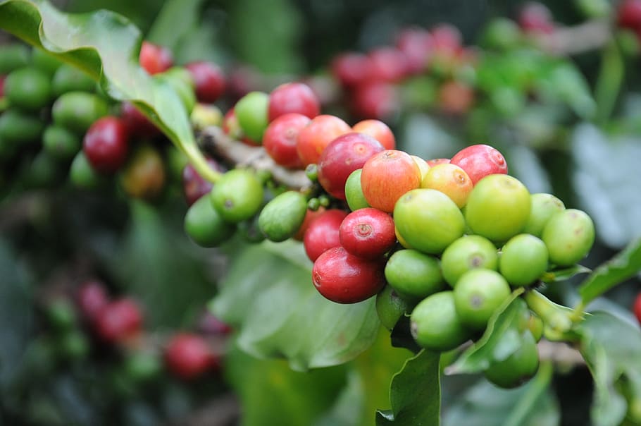 green and purple round fruits, coffee, grain, coffee bean, cup HD wallpaper