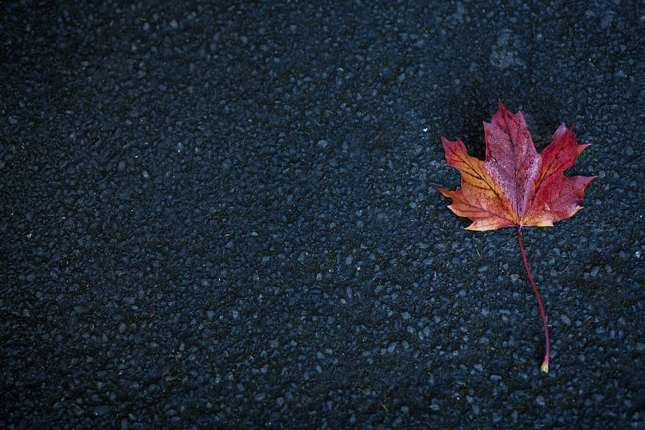 road, leaf, autumn, plant part, change, close-up, nature, no people HD wallpaper