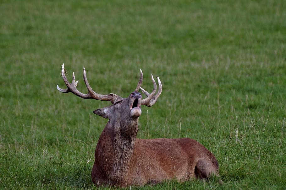 deer, slab, rut, animal, animal themes, animal wildlife, animals in the wild HD wallpaper