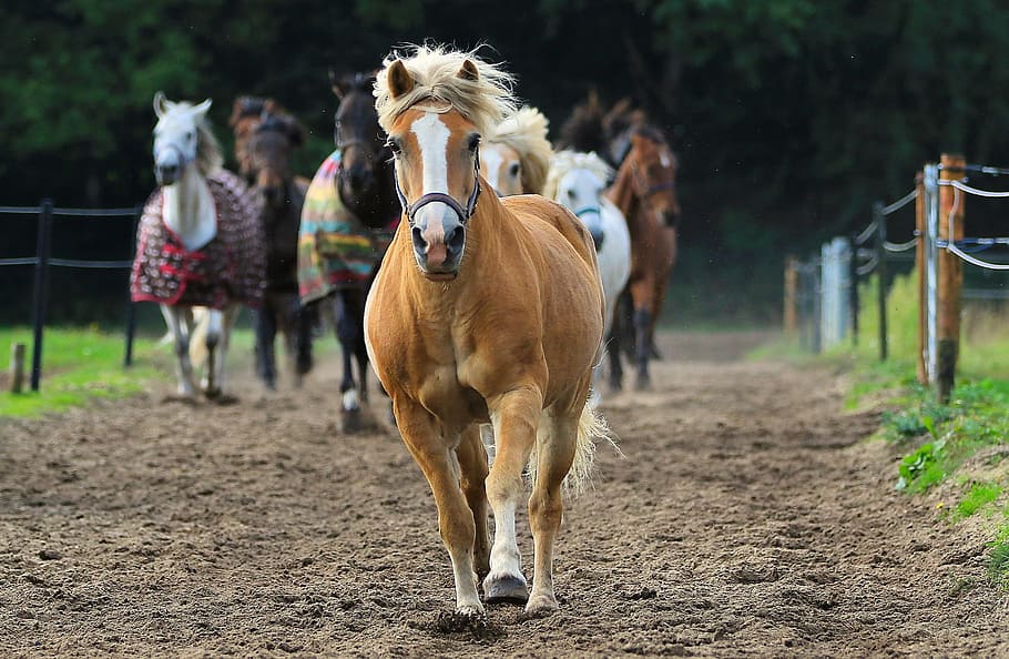 selective focus photo of brown horse running, photography, animal