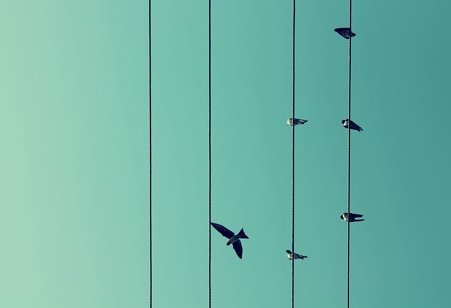 birds on electric wires, Flight, Sky, door, closed, lock, security HD wallpaper