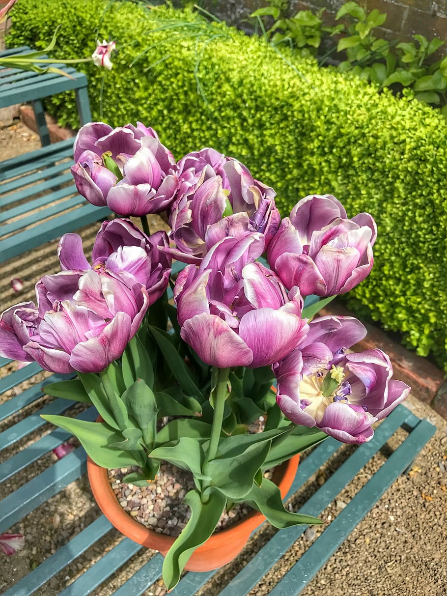 tulips, spring, flower, garden, pink, plant, flowering plant HD wallpaper