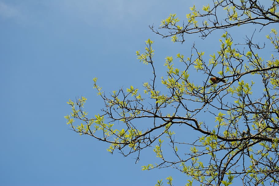 tree, sky, branches, bird, summer, green, blue, landscape, nature HD wallpaper