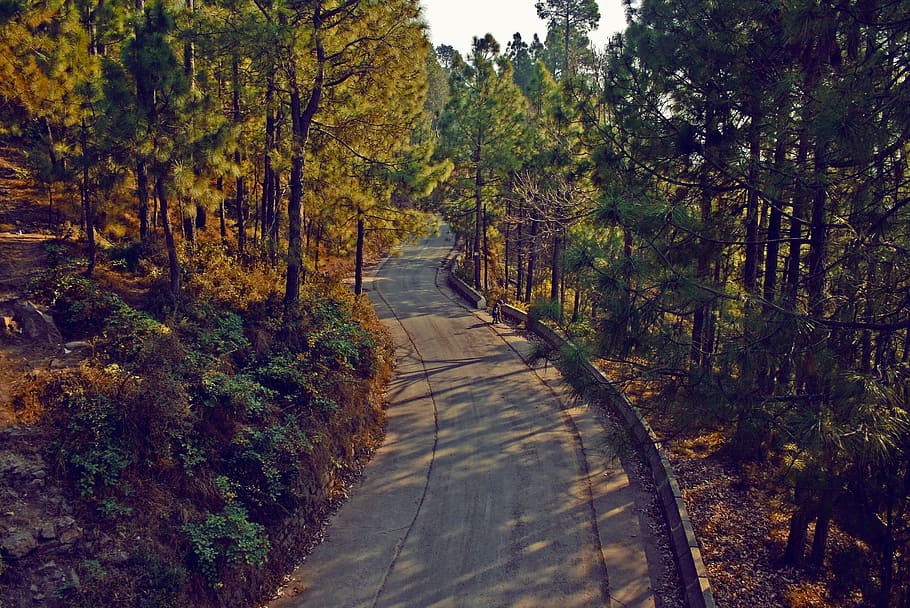 trees, road, wood, forest, nature, greenery, peaceful, natural HD wallpaper
