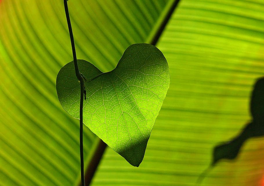 green leaf, heart, shadow play, leaf veins, nature, green Color HD wallpaper
