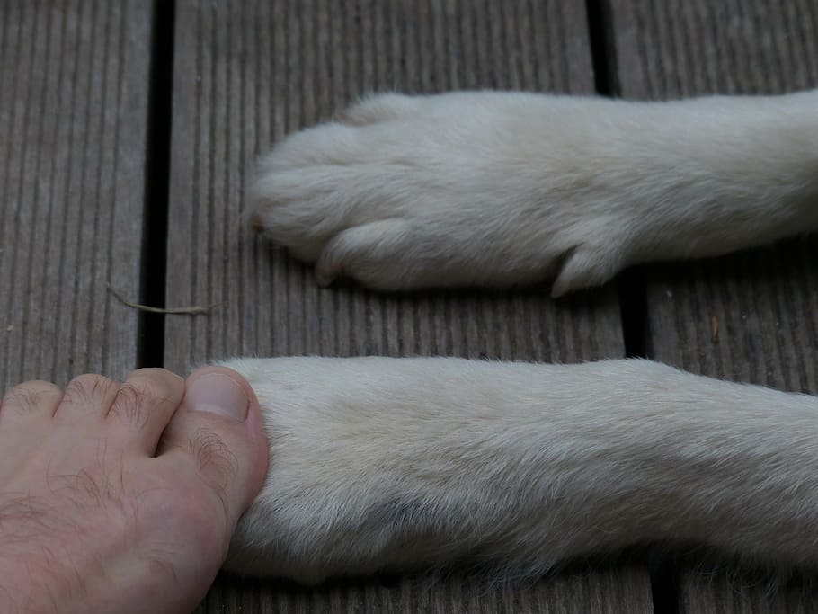 paws, animal, dog, foot, ten, human, contact, encounter, pets