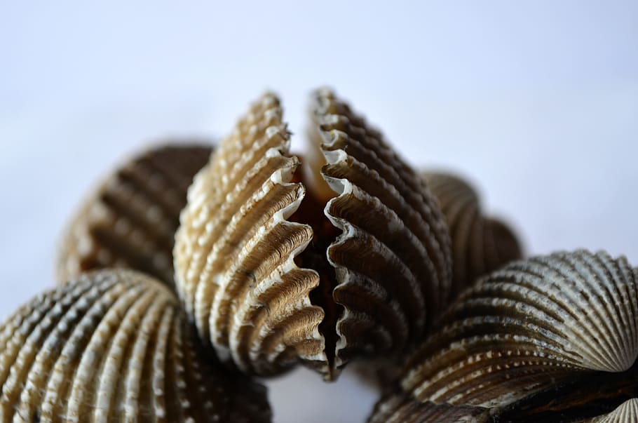five brown shells on white surface, scallops, mollusk, marine HD wallpaper