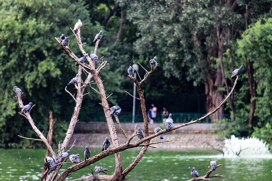 birds, pigeons, tree, group, plant, focus on foreground, nature HD wallpaper