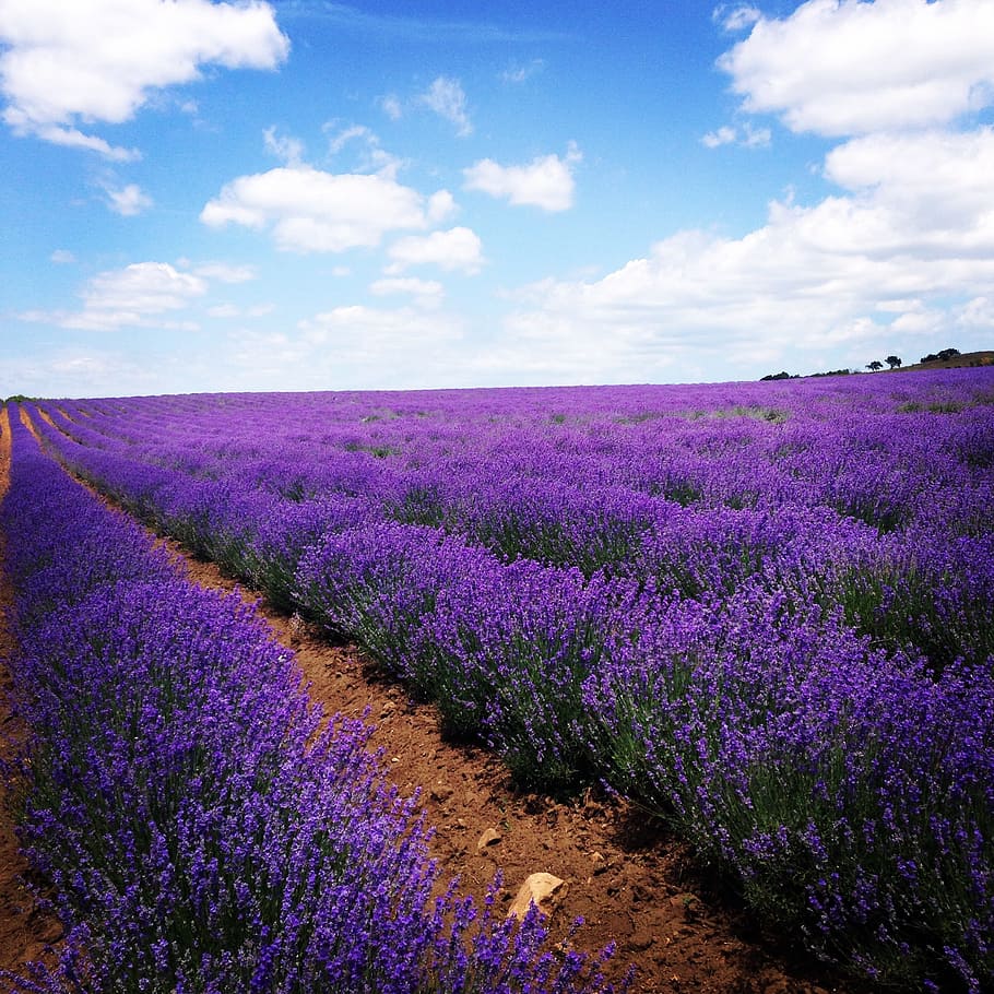 lavender meadow, Field, Flowers, Bloom, purple, lavender colored HD wallpaper