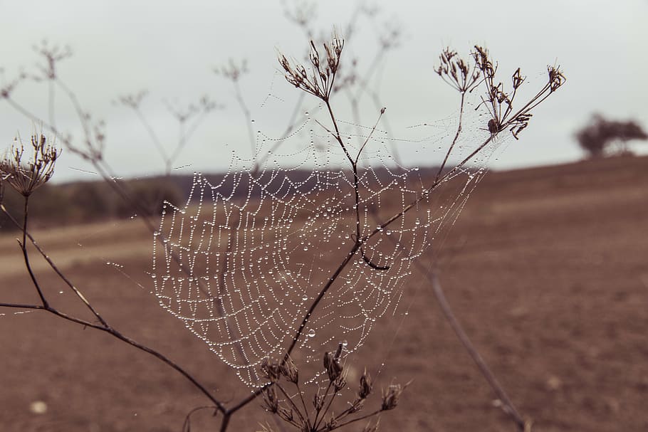 spiderweb on plant outdoors, grass, wet, nature, field, sky HD wallpaper