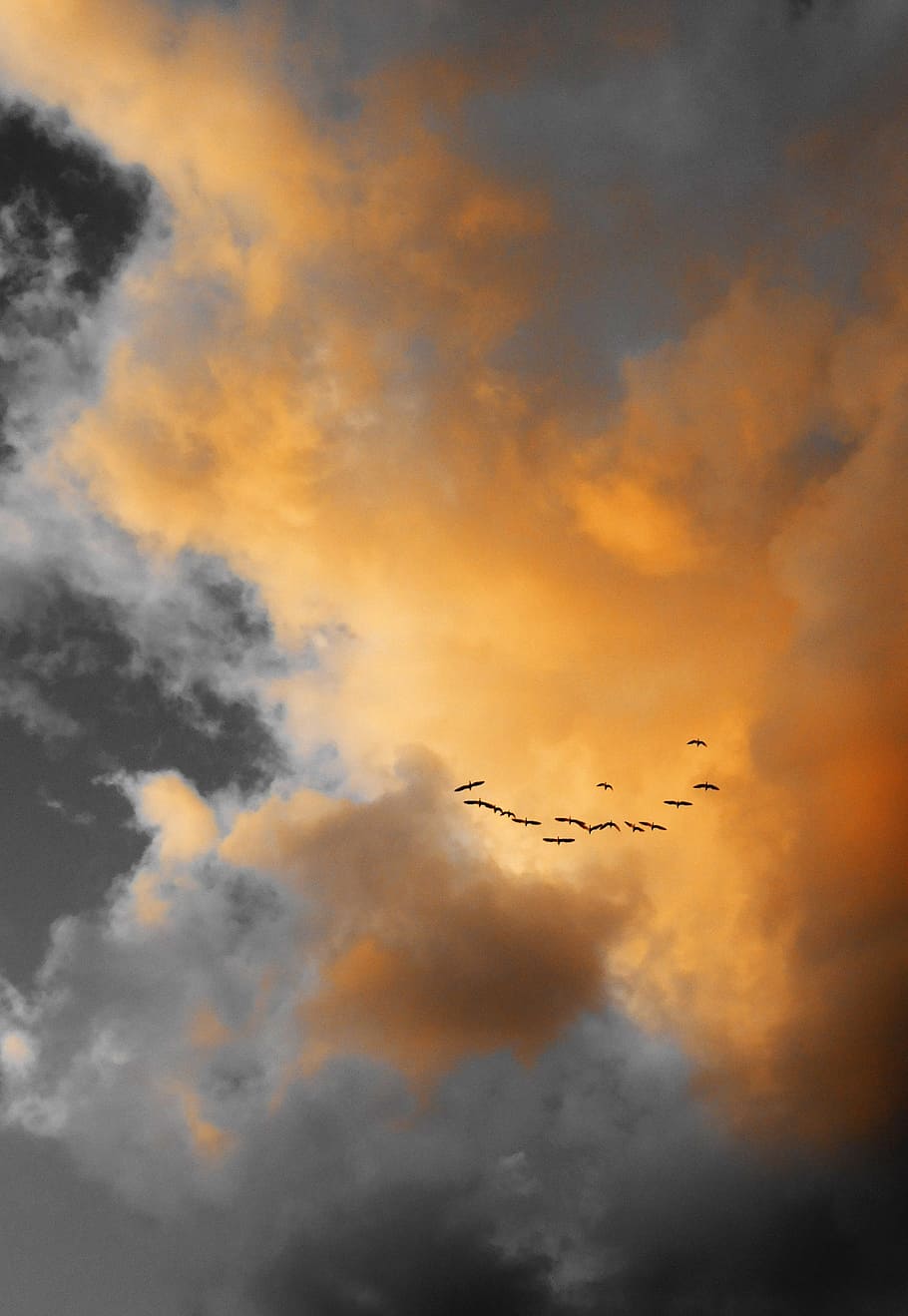 Clouds, Birds, Natural, Cloudscape, sky, flying, cloud - sky HD wallpaper