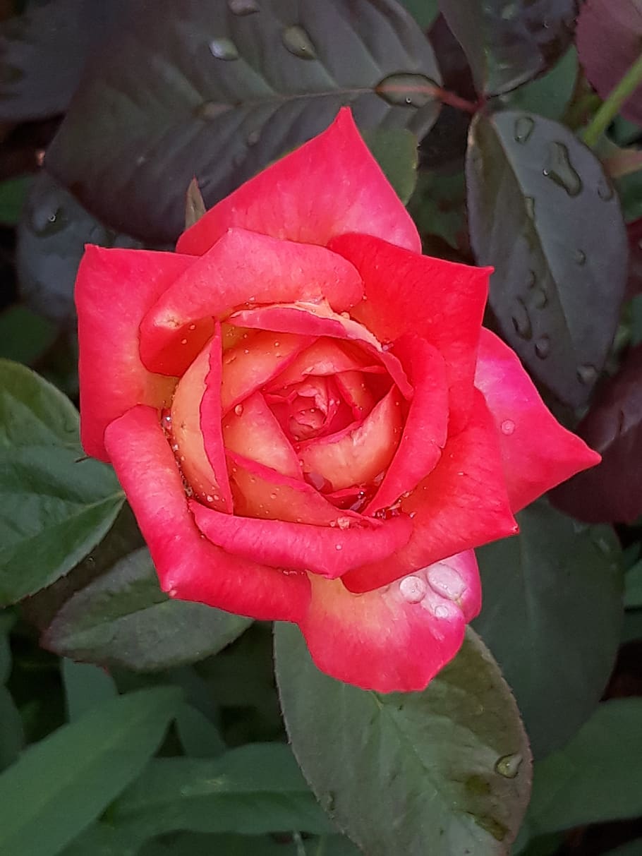 rose, flowers, red, beauty in nature, flowering plant, petal HD wallpaper