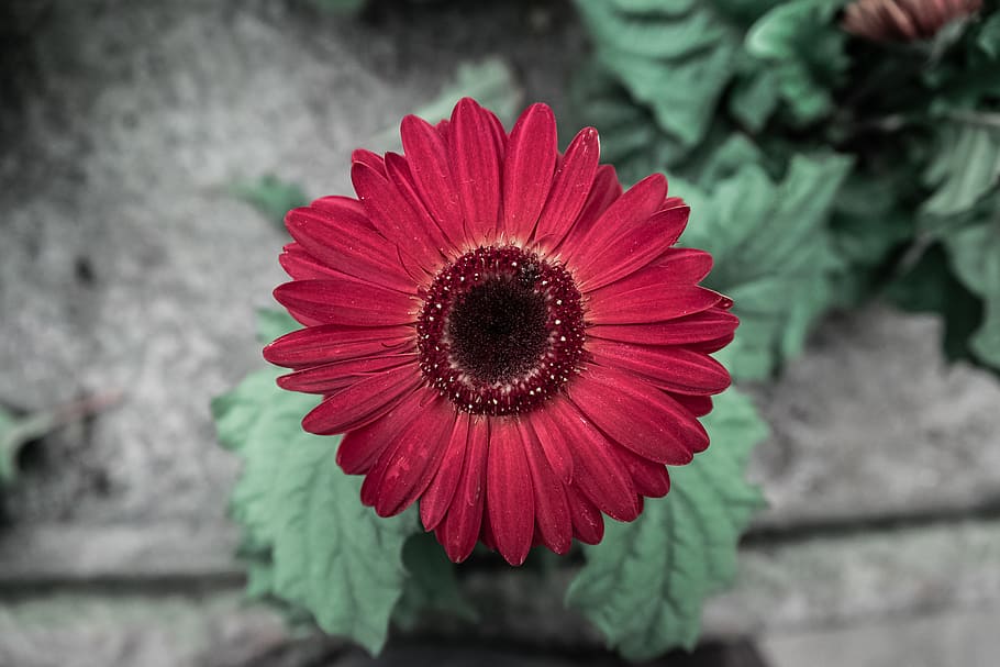 red gerbera, summer, garden, spring, colorful, flower, decoration HD wallpaper