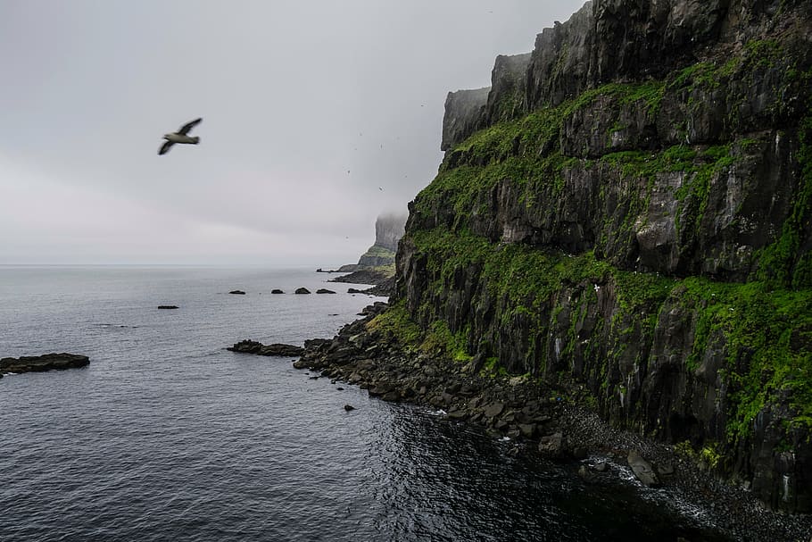 black bird on air, seagull, flying, near, cliff, daytime, mountain HD wallpaper