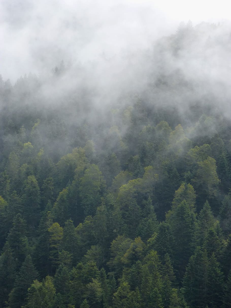 fog, forest, trees, mystery, cold, plant, beauty in nature HD wallpaper
