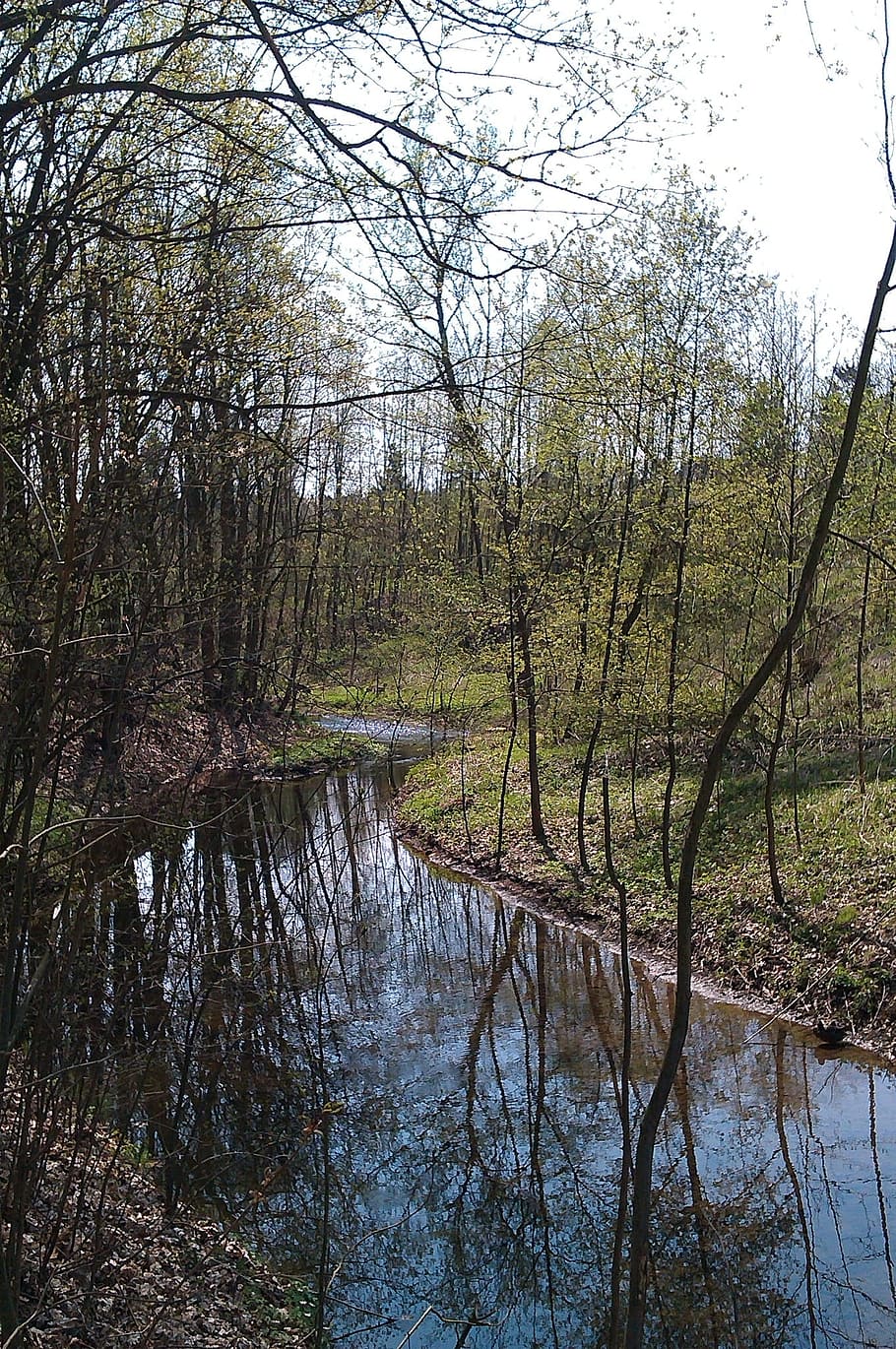 water, nature, trees, plant, tranquility, beauty in nature HD wallpaper