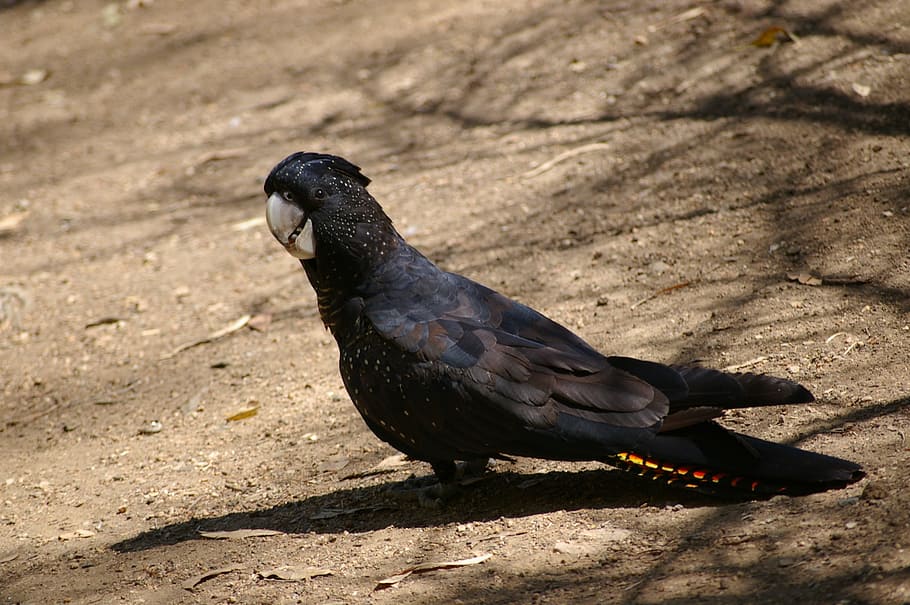 black parrot, black cockatoo, bird, birds, wildlife, animal, native, HD wallpaper