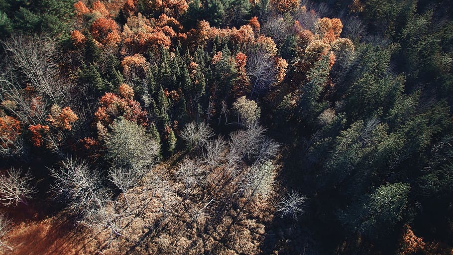 trees, plants, nature, forest, autumn, fall, grass, sunlight HD wallpaper