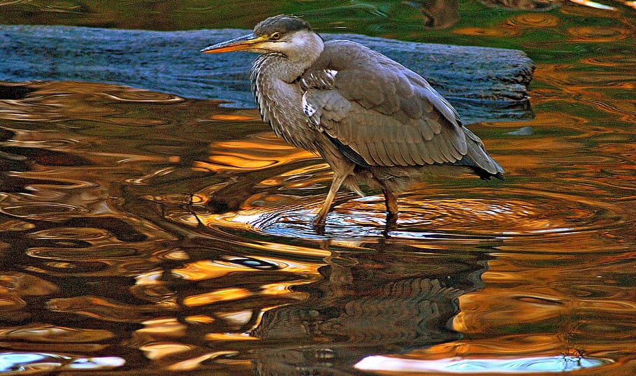 grey, heron, water, log, bird, animal themes, vertebrate, animal wildlife HD wallpaper
