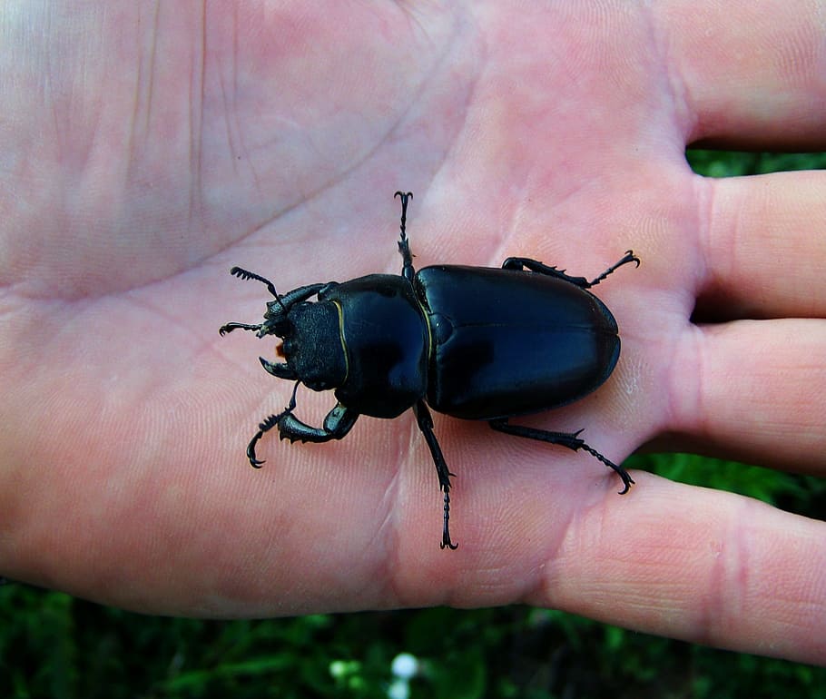 stag-beetle, female, insect, human hand, human body part, one person, HD wallpaper