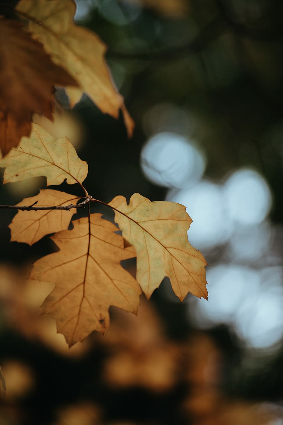 Fall Leaves, selective focus photography of maple leaf, tree HD wallpaper