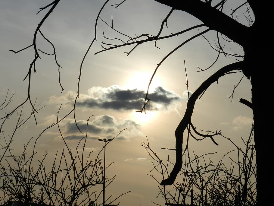 Cloud, Tree, Mood, Evening, Sun, the sun, evening sky, twilight HD wallpaper