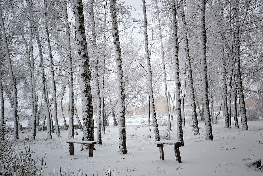 Square, Winter, Birch, Snow, cold temperature, nature, forest HD wallpaper
