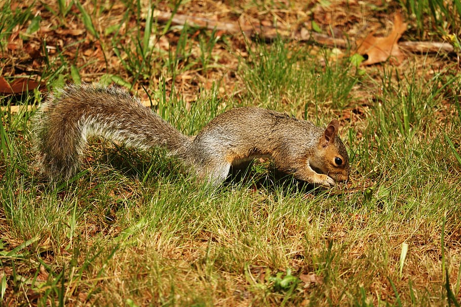 animal, fluffy, mammal, tail, animal wildlife, animal themes HD wallpaper