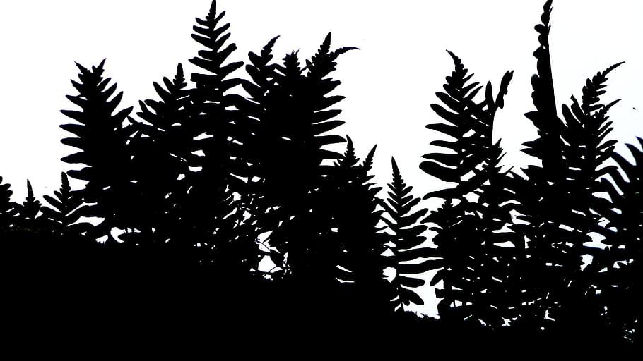 fern, shadow, plant, leaf, natural, wild, environment, foliage HD wallpaper