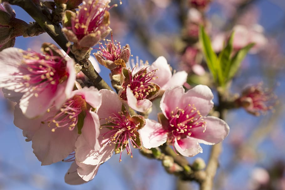 Flower, Spring, Nature, Plant, spring flowers, pink flower HD wallpaper
