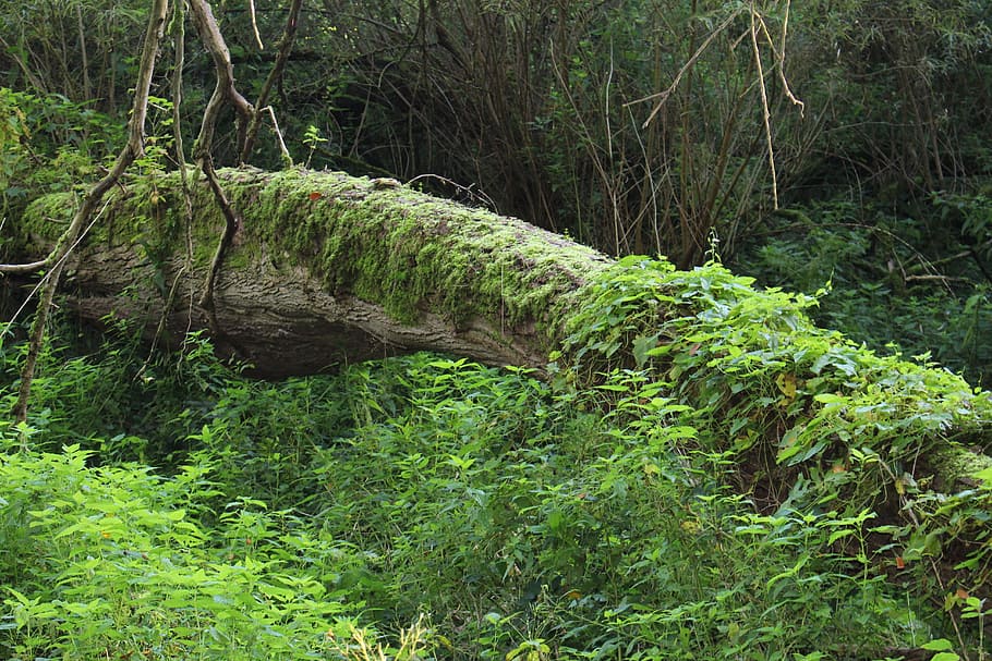 Forest, Log, Overturned, Wood, Bark, forestry, nature, tribe HD wallpaper