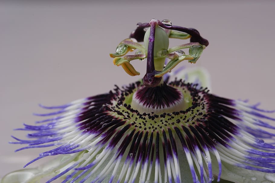 Flora, Macro, Passion Flower, water drops, purple, fragility HD wallpaper