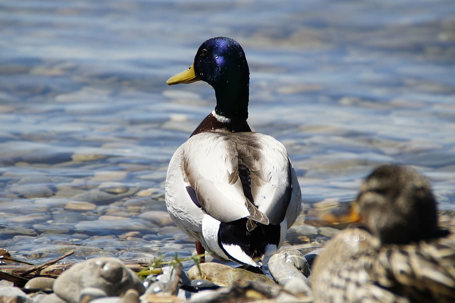 ducks, mallards, birds, duck bird, water bird, pair, couple HD wallpaper