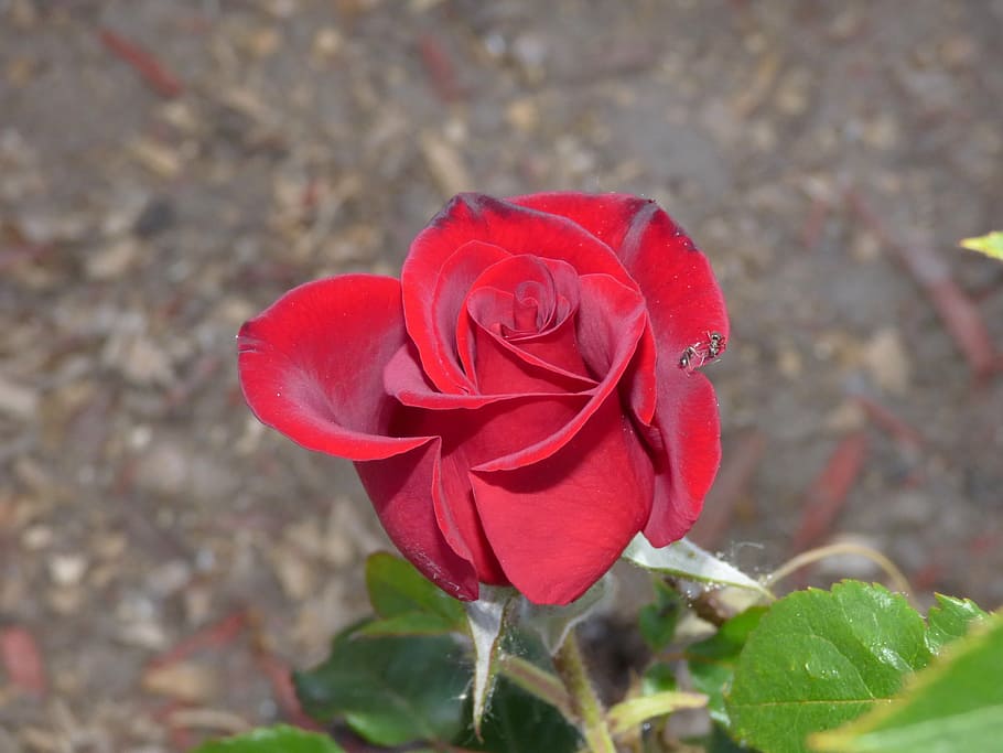 flowers, rose, summer, flowering plant, beauty in nature, petal HD wallpaper