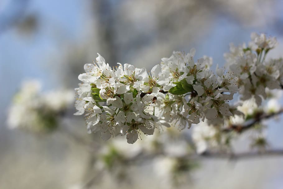 pear, woods, spring, flower, flowering plant, freshness, fragility HD wallpaper