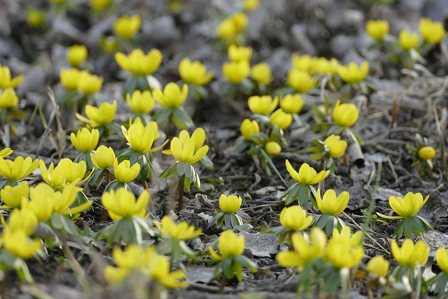 spring, 1, may, first of may, flowers, growth, yellow, selective focus