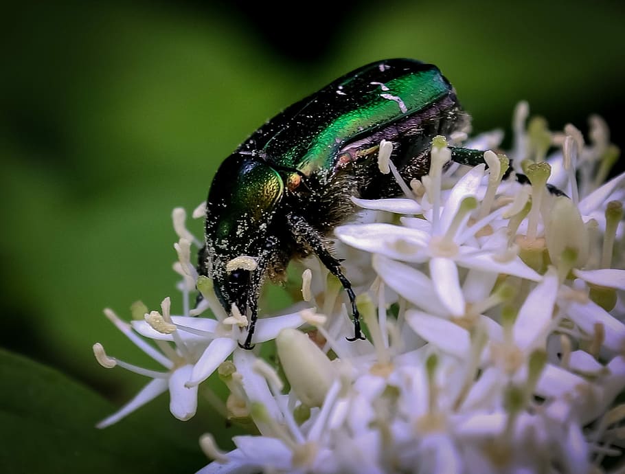 Bug, Insect, Shiny, Flower, White, animal, wildlife, green HD wallpaper