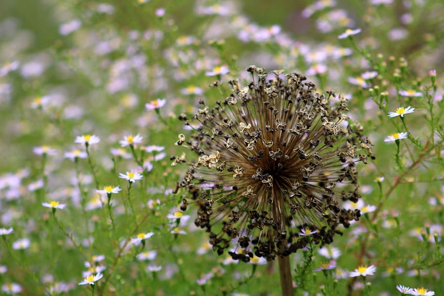 seed head, plant, garden, flower, flowering plant, freshness HD wallpaper